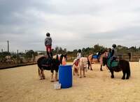 La passion du cheval dans une ambiance familiale